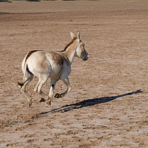 Little Rann of Kutch