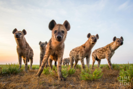 Liuwa Plain Nationalpark display image