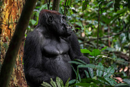 Loango Nationalpark