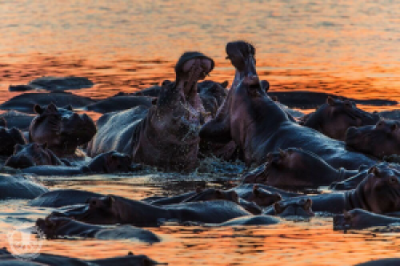 Sambia Grand Safari image