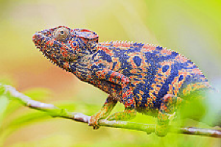 Madagaskar