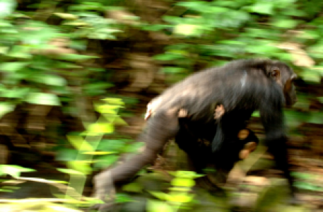 Mahale Nationalpark display image