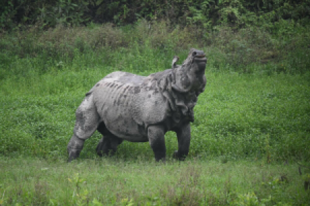 Manas-Nationalpark display image