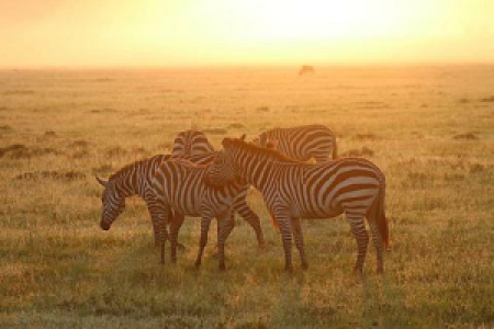 Masai Mara