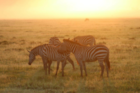 Kenia Safari für Kenner: Samburu, Laikipia und die Mara image