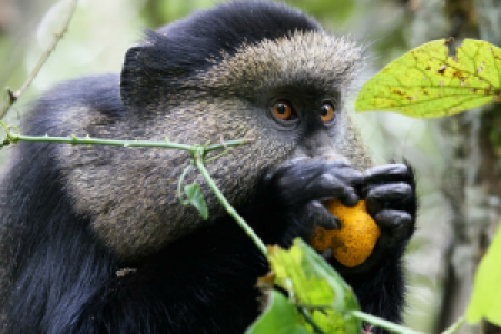 Uganda Vulkan-Tour image