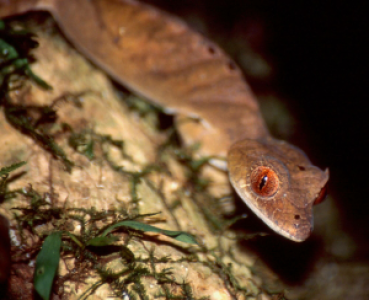 Montagne d'Ambre display image