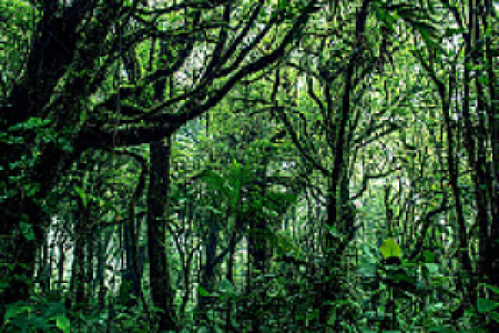 Monteverde Costa Rica