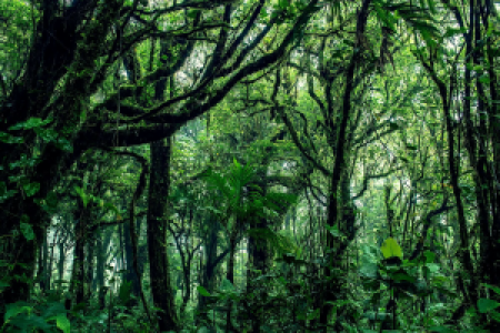 Monteverde Costa Rica display image