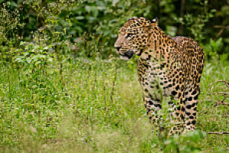 Nagarhole-National Park