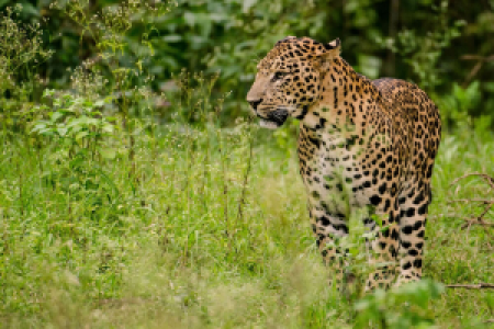 Indien Leopard-Safari image