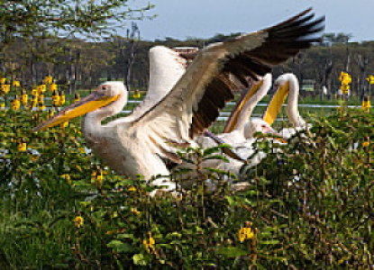 Naivasha See