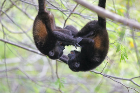 Nicoya Halbinsel display image