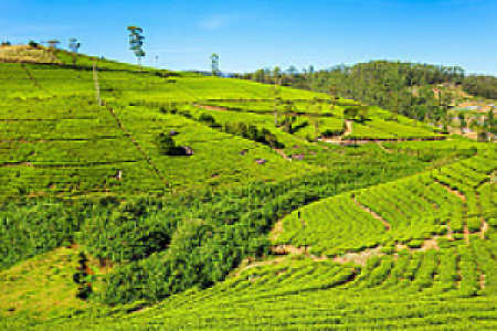 Nuwara Eliya