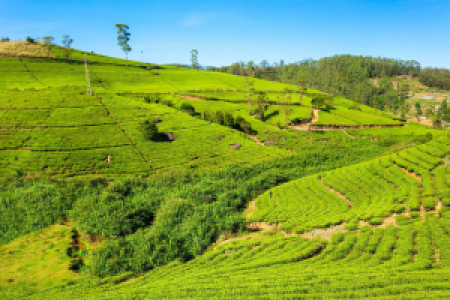 Nuwara Eliya display image