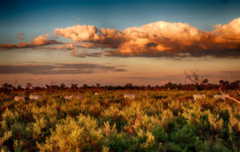Nxai Nationalpark display image