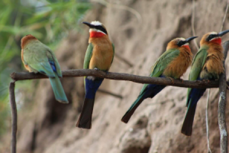 Tansania Grand Safari image