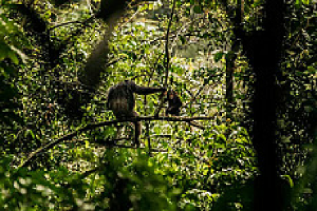 Nyungwe Forest