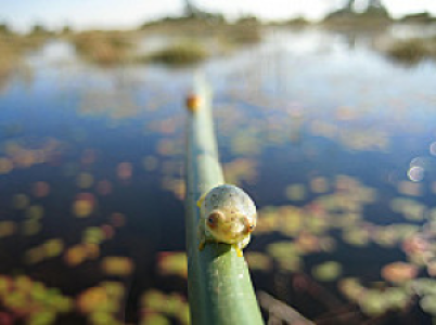 Okavango Delta