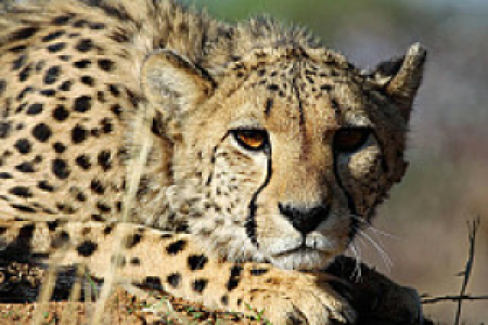 Okonjima