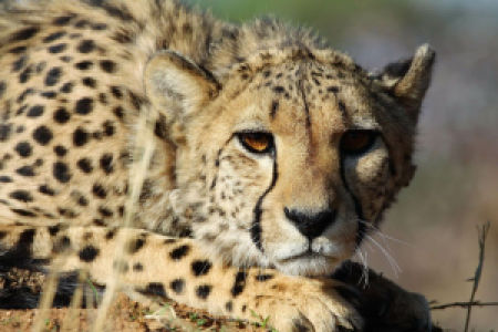 Okonjima display image