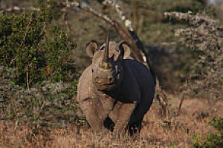 Ol Pejeta