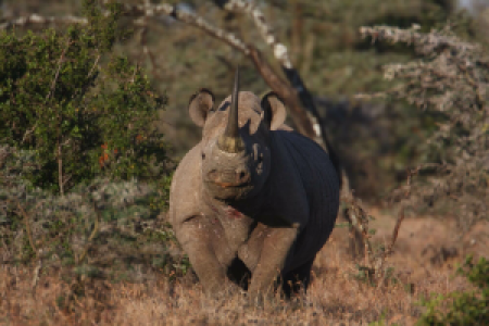 Kenia Migration-Safari image