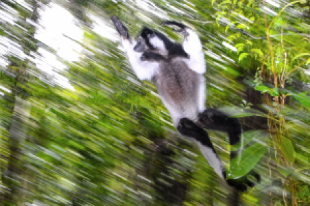 Madagaskars Aye Aye Safari image