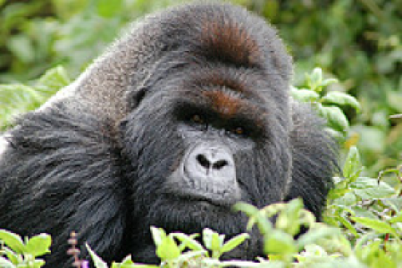 Parc national des volcans