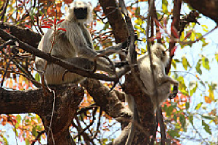 Pench Nationalpark