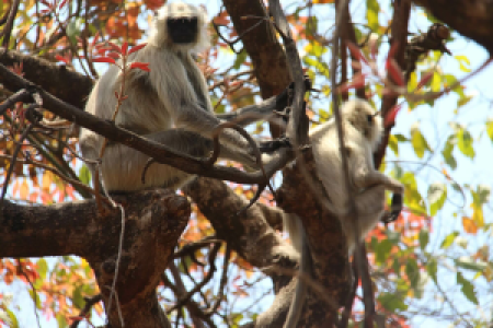 Pench Nationalpark display image