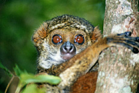 Ranomafana