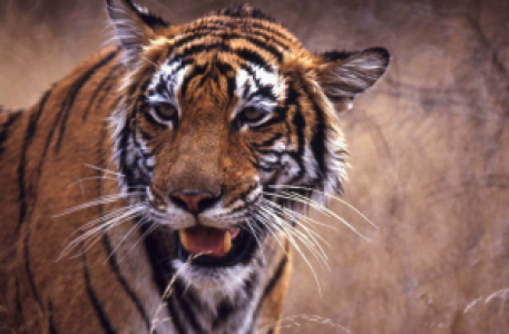 Wild India image