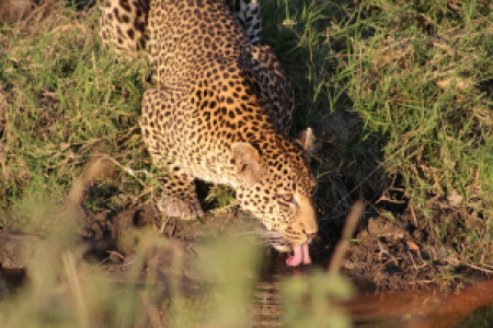 Tansanias zwei schönste Perlen: Serengeti und Ruaha image