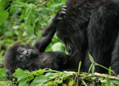 Ruanda und Kongo Virunga Primatensafari image