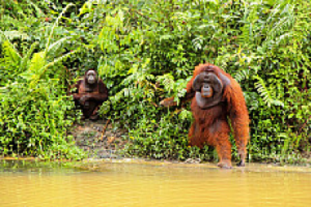Samboja Lestari