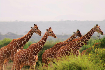 Kenia Grand Safari image