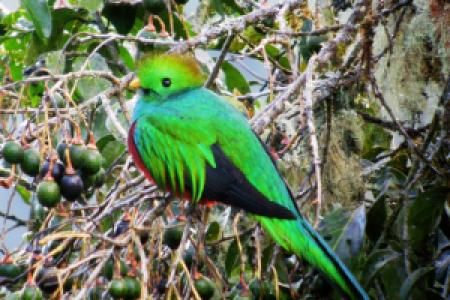 Costa Rica Tierbeobachtungsreise: die reiche Küste image