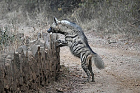 Sariska-Nationalpark