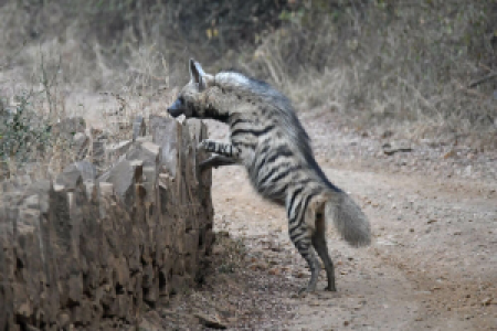 Sariska-Nationalpark display image
