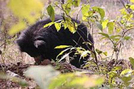 Satpura-National Park