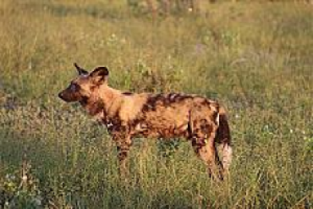 Savuti Marsh