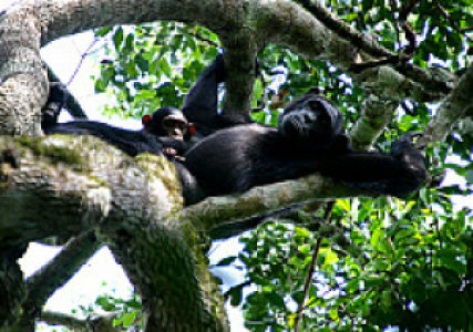 Semliki Reserve