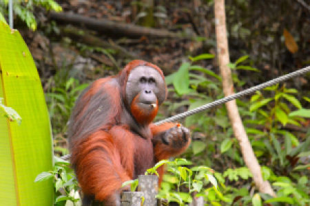 Semmenggoh Nature Reserve display image