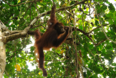 Borneo für Höhlenfans (und nicht nur) image