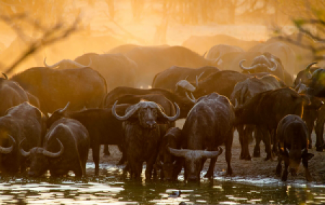 Simbabwe Grand Safari image