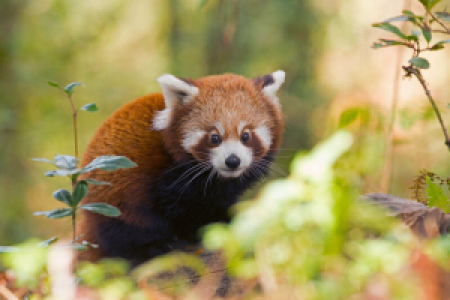 Indien rote Panda-Safari image