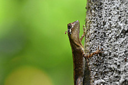 Sinharaja Forest