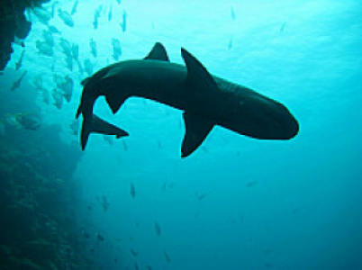 Sipadan Island