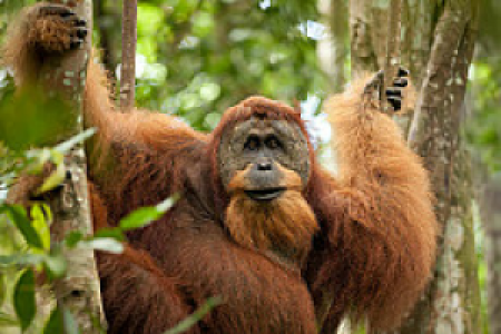 Sumatra